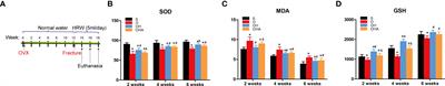 Hydrogen saline water accelerates fracture healing by suppressing autophagy in ovariectomized rats